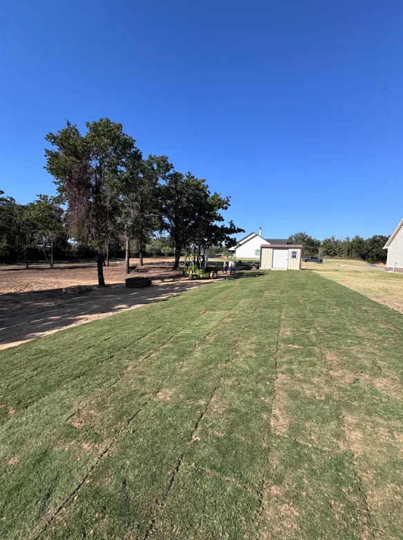 Newly sodded residential lawn with mature oak trees and outbuildings on clear day
