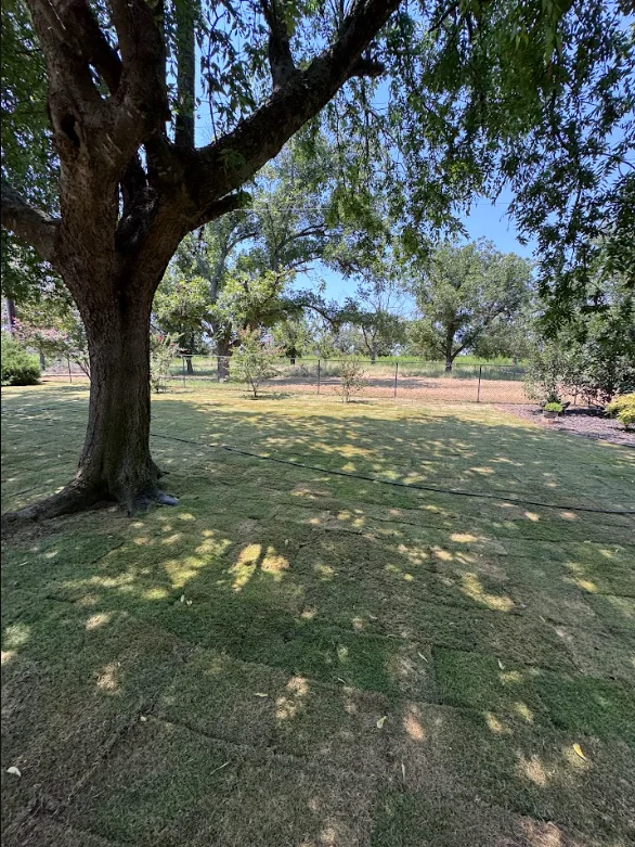 Red Clay Landscapes crew maintaining a mature residential lawn with established shade trees in Weatherford, TX.